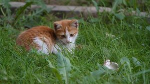 Кошка сама пришла в дом: что это значит и почему категорически запрещено прогонять мурлыку