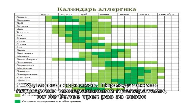 Компактная альпийская гвоздика на вашей альпийской горке: что нужно знать о выращивании цветка