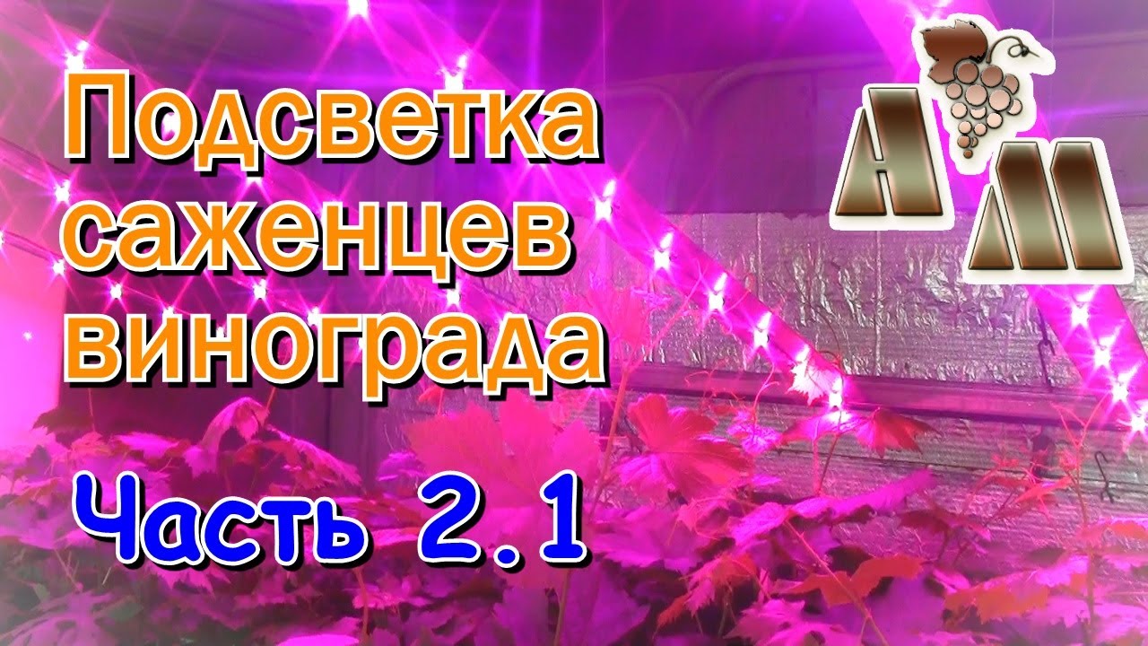 ? Светодиодная подсветка саженцев винограда. Часть 2.1