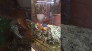 краб танцует под музыку