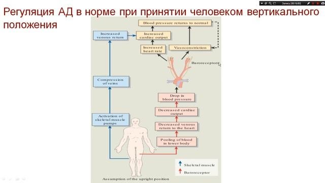 ПАТОФИЗИОЛОГИЯ. КОЛЛАПС. ОРТОСТАТИЧЕСКАЯ ГИПОТЕНЗИЯ. ОБМОРОЧНОЕ СОСТОЯНИЕ.