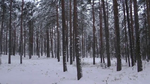 Сказачно-красивый зимний лес. смотреть онлайн