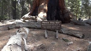 Йосемити.Гигантская СЕКВОЙЯ-ГРИЗЛИ!!!