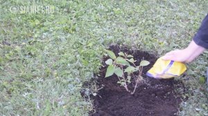 Посадка и уход за метельчатыми гортензиями