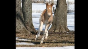 Favorite Winter Scenes- Shady Grove Haflingers