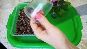 Как поставить фиалку на фитиль! Выращивание фиалок на фитильном поливе!