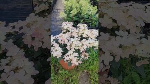 Гортензия Полистар. Начало цветения.