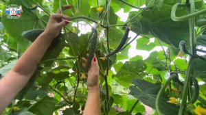 Наши Аллигаторы не кусаются и выручают ленивых дачников. Обзор для садоводов про наши огурчики.