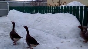 Крупные серые гуси.