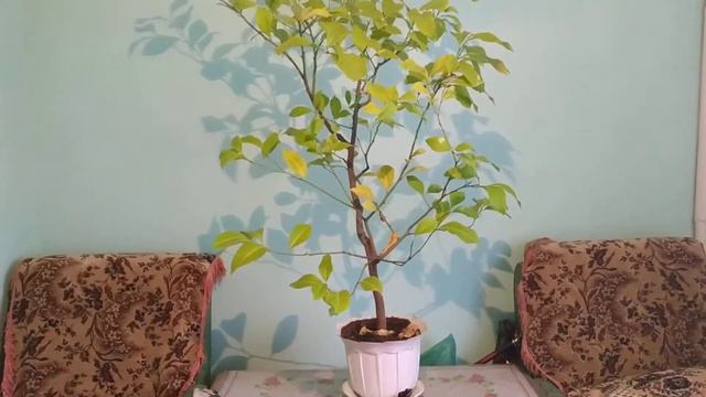 Неудачний лимон смотреть онлайн