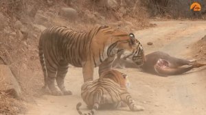 Tigress Tries Stealing Huge Male’s Meal