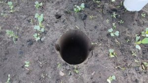 Что положить в лунку при высадке рассады огурцов в теплице?