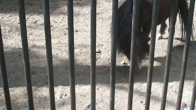 Лошадка в Новосибирском Зоопарке смотреть онлайн