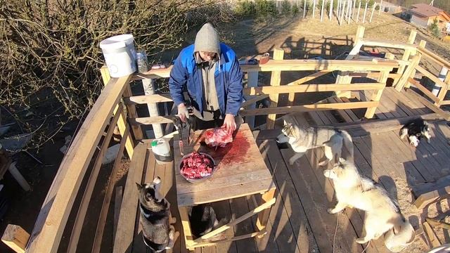 Ищем дешевую натуралку для собак. Купил голову коровы для хаски. Смотрим, что получилось. смотреть онлайн