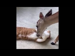 Cute and funny animals video ? Lovely cat and dogs ? Funny and Fails Pets #5