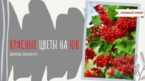 Можно ли сажать красные цветы на ЮВ по Васту