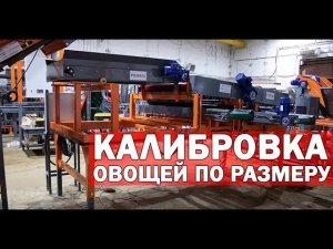 Сортировка лука (видео)