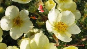 Лапчатка кустарниковая Клондайк ? обзор: как сажать, саженцы лапчатки Клондайк