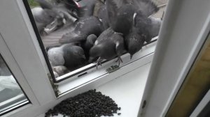 Голуби на воле. Сколько едят голуби?