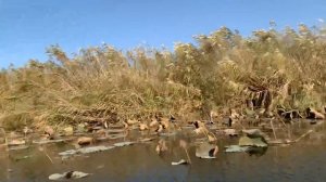 Рыбалка октябрь 2021, нижняя Волга , раскаты, База «Клевое место»