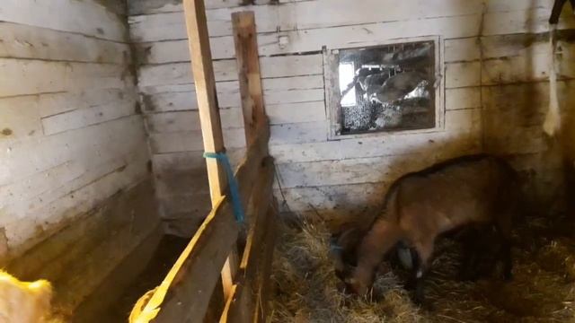 Мои козы/Ждем окот/Шишка у козы/Будем лечить.