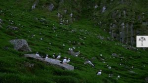 We Went Inside a Puffin Burrow I Cute Puffling Bird Underground