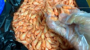 Размеры Черноморской креветки