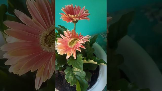 New Plants #Orange Gerbera #Yellow Gerbera #Rex Begonia #shortsvideo