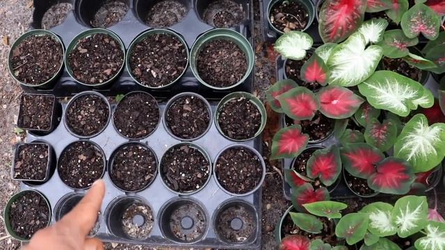How to Grow, Plant & Pot Caladium Tubers + Beautifully Display them - Caladium Aroid Collection смотреть онлайн