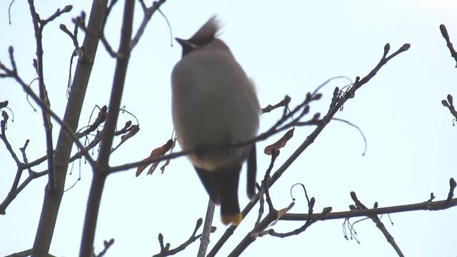 Waxwings (Свиристели)