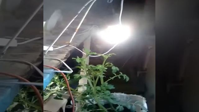 Картошка в зимнем саду, комнате, на балконе. смотреть онлайн