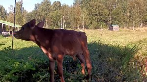 ДАЛИ ИМЕНА НАШЕЙ ТЕЛОЧКЕ И БЫЧКУ