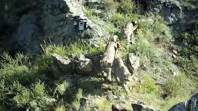 Котята снежного барса обнюхали фотоловушку в Саяно-Шушенском заповеднике в Красноярском крае