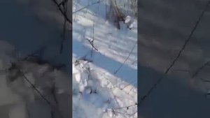 Хабаровский край Нанайский район, село Маяк. Люди бояться выходить на улицу!!!
