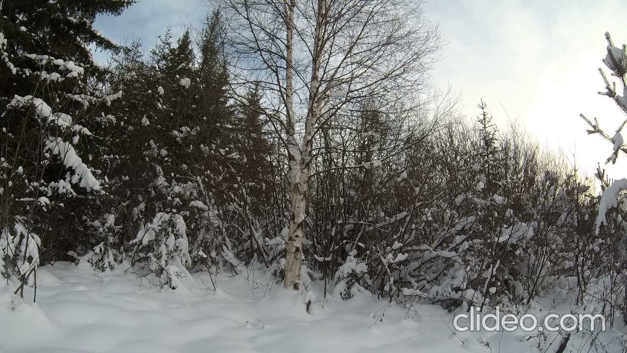 В лес... а за чем? смотреть онлайн