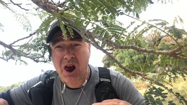 Тест-выпуск 2. Поедание плодов диких кактусов. смотреть онлайн