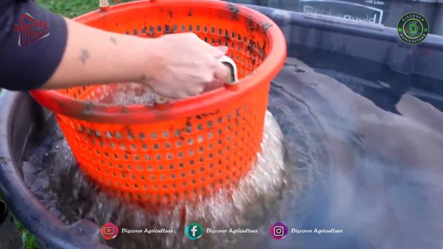 Giant Freshwater PRAWN Farming | How to start Biggest Indoor SHRIMP Farming Business