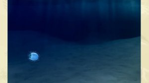 Жизненный цикл сцифоидной медузы. Биология