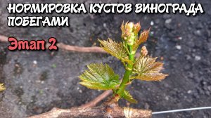 Нормировка кустов винограда побегами. Этап 2.