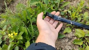 #7 Капельный палив или капельная лента что выбрать? плюсы и минусы.