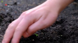 Какие Сидераты Важно И Нужно Посадить После Огурцов!