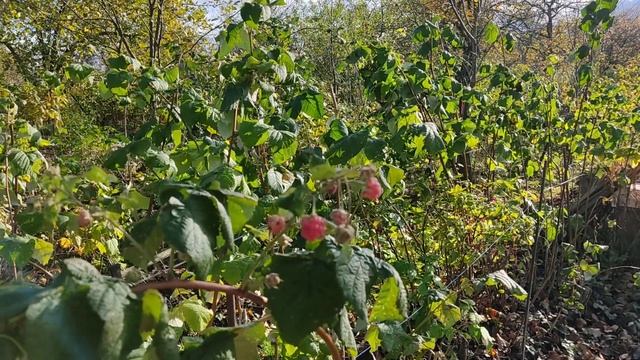 Про октябрьскую малину в ведре) сорт Купчиха смотреть онлайн
