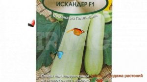 Кабачок обыкновенный Искандер F1 (iskander f1) ? обзор: как сажать, семена кабачка Искандер F1