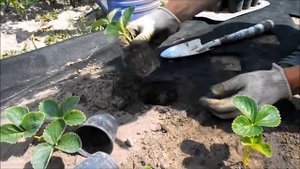 Посадка клубники в черное агроволокно