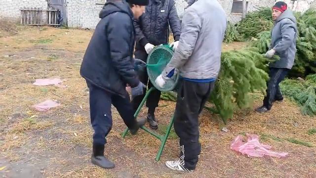 Живые сосны елки новогодние смотреть онлайн