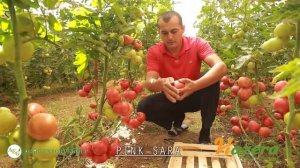 AGRO EXPORT GROUP HAZERA pink sara