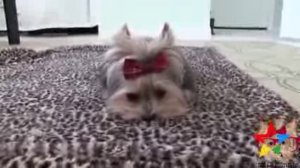 дрессированый йоркширский терьер