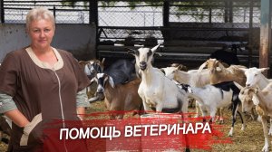 Ветеринарная диагностика. Лечение коз. Помощь ветеринара. Сохранение поголовья. Помощь хозяйству.