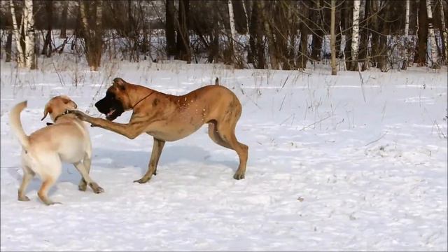 Лабрадор Барни смотреть онлайн