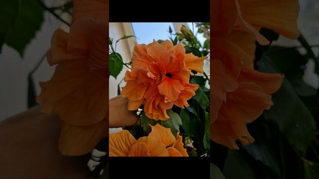 Гибискус